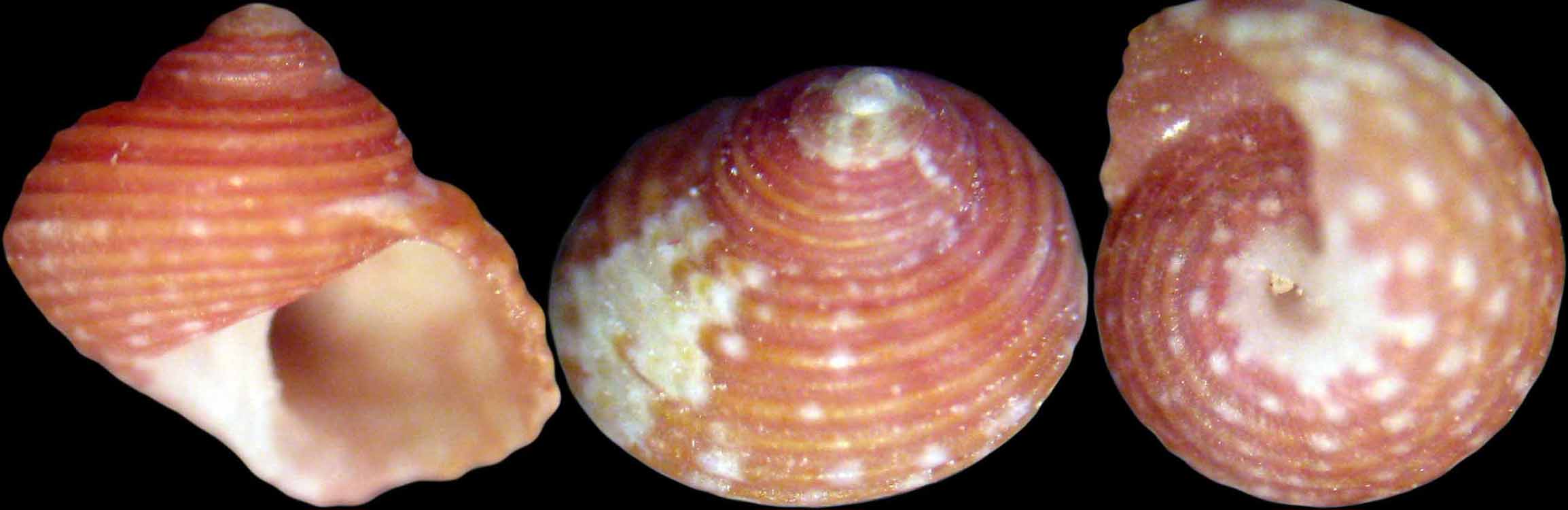 Gibbula sp. Capraia